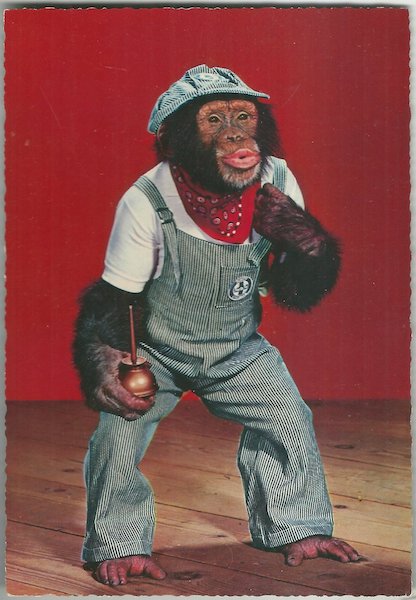 ŠIMPANZ V ZAHRADNÍKÁCH – detail 1