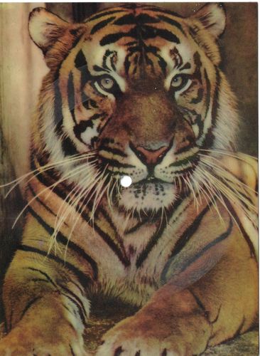 tigerracf.pdf LA ROCCA – TIGER RAG (FOXTROT) fonopohlednice