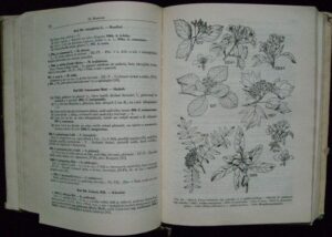 KLÍČ K ÚPLNÉ KVĚTENĚ ČSR – Josef Dostál