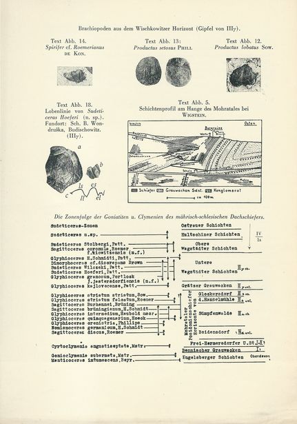 DIE GEOLOGIE UND FOSSILFÜHRUNG DER MÄHRISCH-SCHLESISCHEN DACHSCHIEFER - UND GRAUWACKENFORMATION – detail 2
