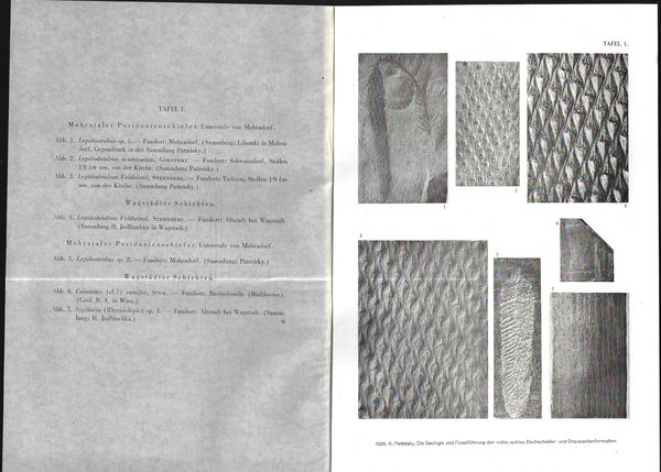 DIE GEOLOGIE UND FOSSILFÜHRUNG DER MÄHRISCH-SCHLESISCHEN DACHSCHIEFER - UND GRAUWACKENFORMATION – detail 4
