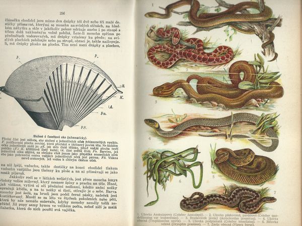 MALÝ BREHM: PLAZI, OBOJŽIVELNÍCI, RYBY, MĚKKÝŠI, ČLENOVCI A MENŠÍ ŽIVOČICHOVÉ – detail 1