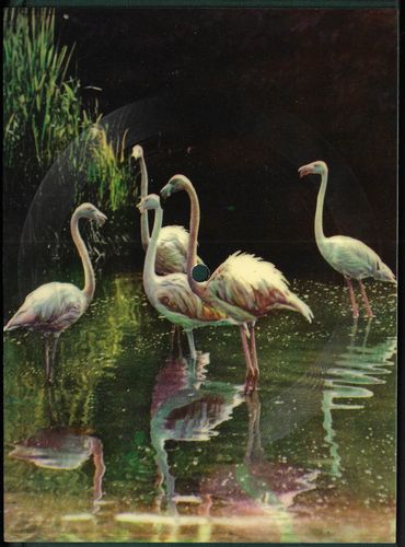 odkudptacletph LUDVÍK PODÉŠŤ / LUDVÍK BÍNOVSKÝ: ODKUD PTÁCI LETÍ fonopohlednice