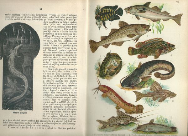 MALÝ BREHM: PLAZI, OBOJŽIVELNÍCI, RYBY, MĚKKÝŠI, ČLENOVCI A MENŠÍ ŽIVOČICHOVÉ – detail 4