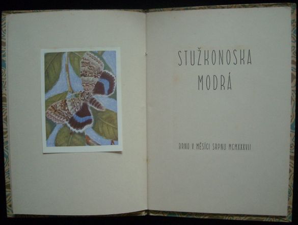 STUŽKONOSKA MODRÁ – detail 2