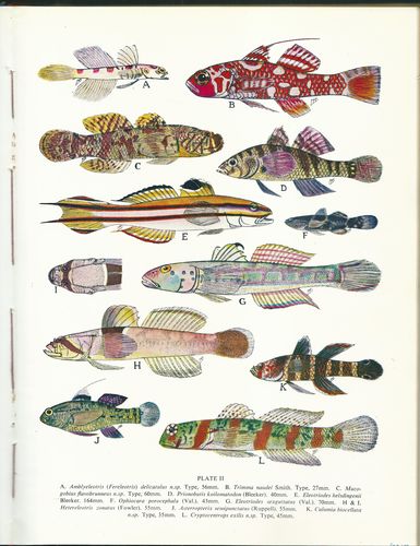 THE FISHES OF THE FAMILY ELEOTRIDAE IN THE WESTERN INDIAN OCEAN – detail 2