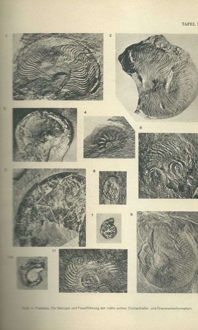 DIE GEOLOGIE UND FOSSILFÜHRUNG DER MÄHRISCH-SCHLESISCHEN DACHSCHIEFER - UND GRAUWACKENFORMATION – detail 1