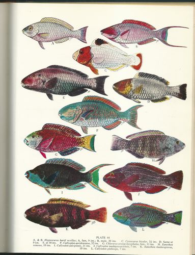 THE FISHES OF THE FAMILY ELEOTRIDAE IN THE WESTERN INDIAN OCEAN – detail 3
