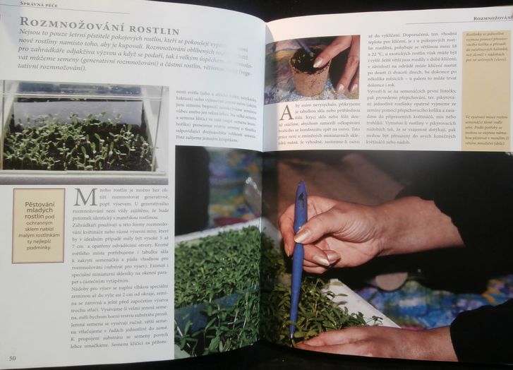 POKOJOVÉ A BALKONOVÉ ROSTLINY – detail 1