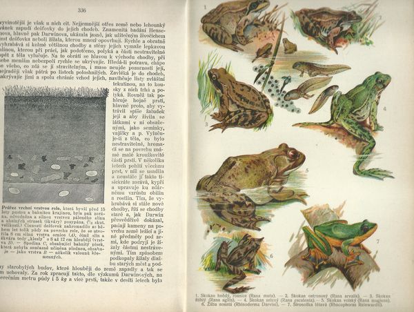 MALÝ BREHM: PLAZI, OBOJŽIVELNÍCI, RYBY, MĚKKÝŠI, ČLENOVCI A MENŠÍ ŽIVOČICHOVÉ – detail 3