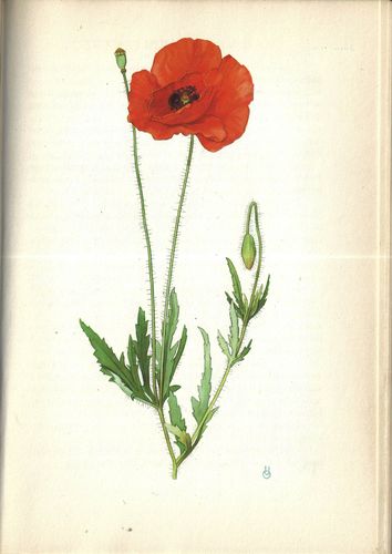 SBÍRÁME LÉČIVÉ ROSTLINY – detail 1