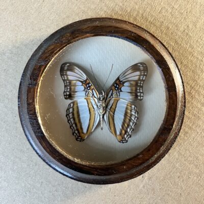 ADELPHA PERU 1 ADELPHA SP. - PREPAROVANÝ MOTÝL