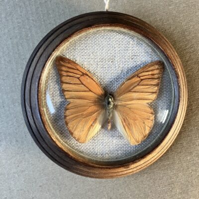 APIAS NERO 4 APIAS NERO - PREPAROVANÝ MOTÝL