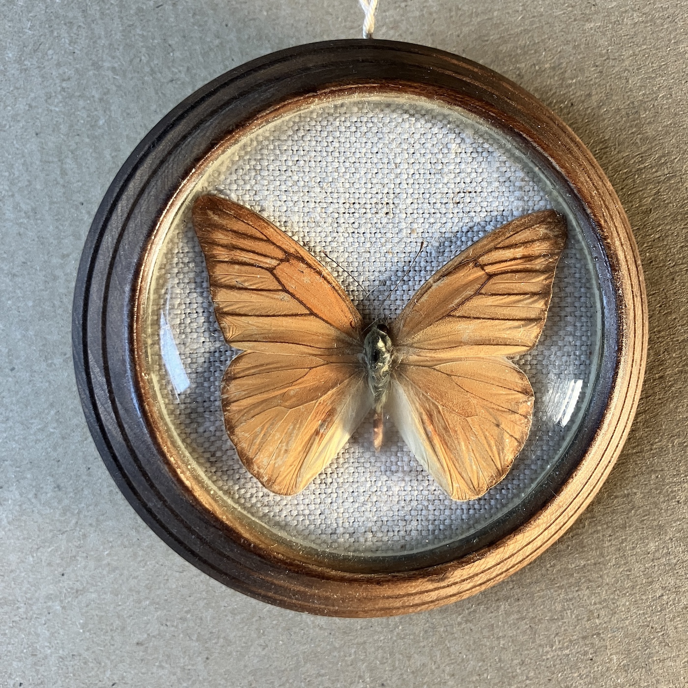 APIAS NERO - PREPAROVANÝ MOTÝL