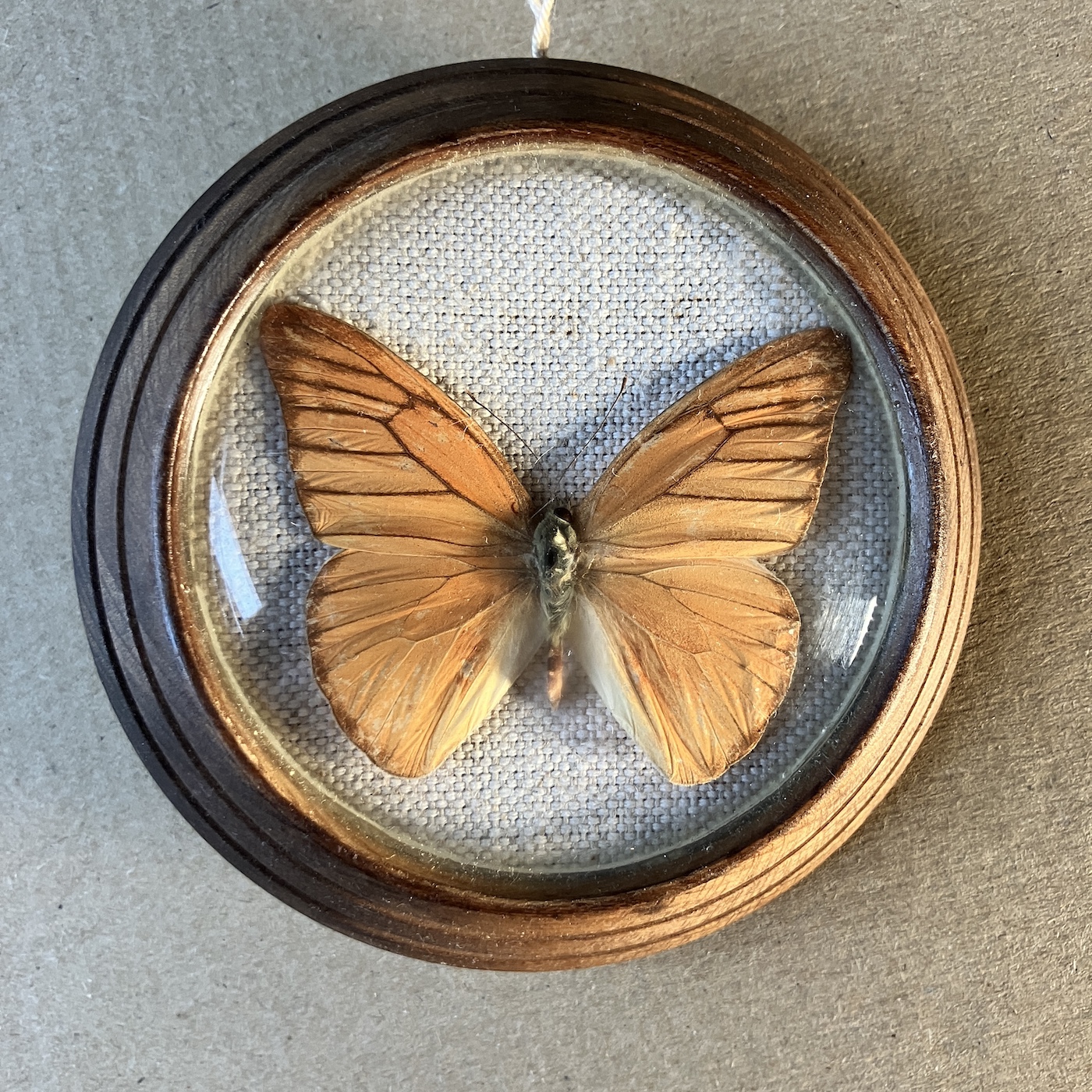 APIAS NERO - PREPAROVANÝ MOTÝL - Obrázek 3