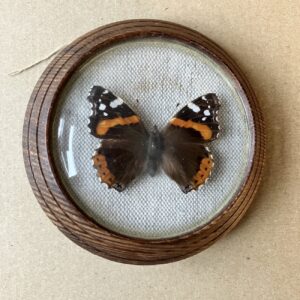 BABOČKA ADMIRÁL – PREPAROVANÝ MOTÝL