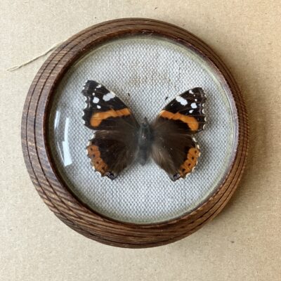 BABOČKA ADMIRÁL BABOČKA ADMIRÁL - PREPAROVANÝ MOTÝL