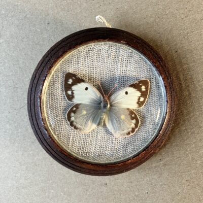 Bělásek BĚLÁSEK - PREPAROVANÝ MOTÝL