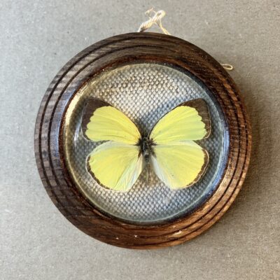 EUREMA DEVA EUREMA DEVA PERU - PREPAROVANÝ MOTÝL