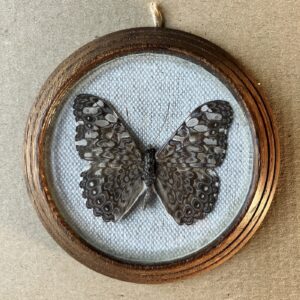 HAMADRYAS FORNAX – PREPAROVANÝ MOTÝL