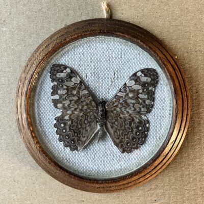 HAMADRYAS FORNAS HAMADRYAS FORNAX - PREPAROVANÝ MOTÝL