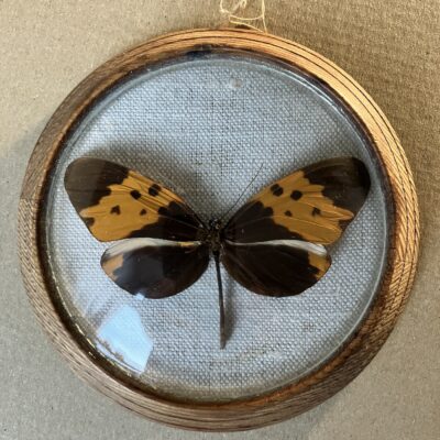 HELICONIUS NUMATA - PREPAROVANÝ MOTÝL