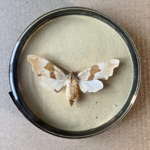 LIŠAJ LÍPOVÝ – PREPAROVANÝ MOTÝL