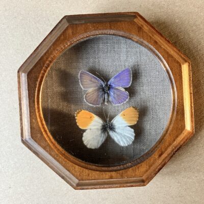 MOTÝLI DVA MODRÁSEK A BĚLÁSEK ŘEŘICHOVÝ - PREPAROVANÍ MOTÝLI