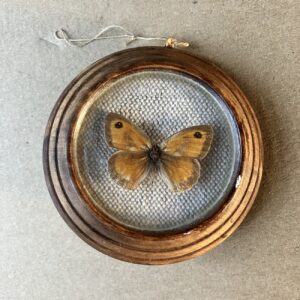 OKÁČ LIPNICOVÝ – PREPAROVANÝ MOTÝL