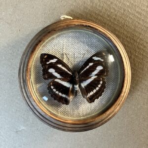 PANTHOPORIA LARYMNA – PREPAROVANÝ MOTÝL