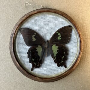 PAPILIO EPIPHORBAS UGANDA – PREPAROVANÝ MOTÝL