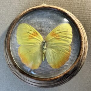 PHOEBIS PHILEA PERU – PREPAROVANÝ MOTÝL