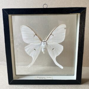 ACTIAS LUNA – PREPAROVANÝ EXEMPLÁŘ