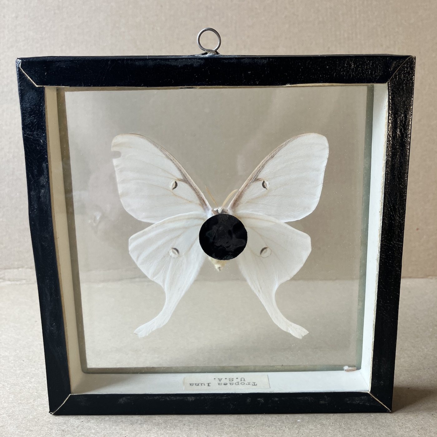 ACTIAS LUNA - PREPAROVANÝ EXEMPLÁŘ - Obrázek 2