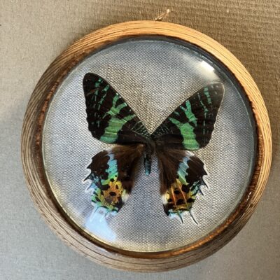 URANIA RIPHEUS URANIA RIPHEUS - MADAGASKAR - PREPAROVANÝ MOTÝL