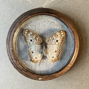 ANARTIA JATROPHAEA – PREPAROVANÝ MOTÝL