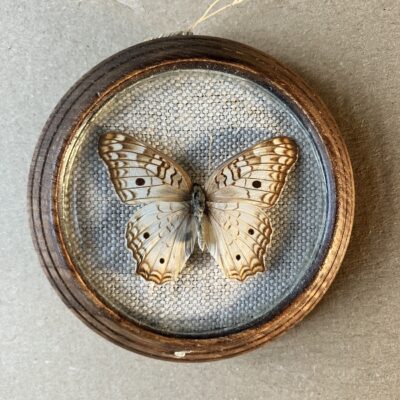 anartia jatrophaea ANARTIA JATROPHAEA - PREPAROVANÝ MOTÝL