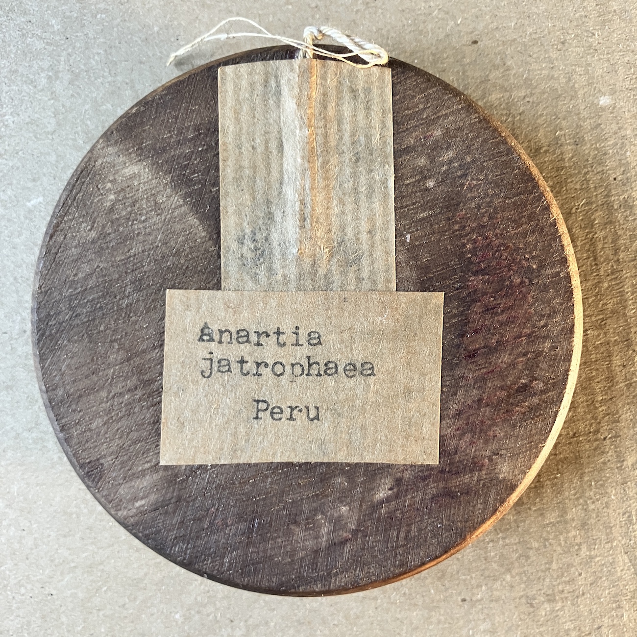 APIAS NERO - PREPAROVANÝ MOTÝL - Obrázek 2